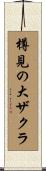 樽見の大ザクラ Scroll