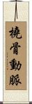 橈骨動脈 Scroll