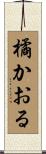 橘かおる Scroll