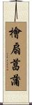 檜扇菖蒲 Scroll