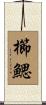 櫛鰓 Scroll