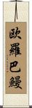 欧羅巴鰻 Scroll