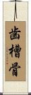 歯槽骨 Scroll