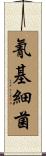 氰基細菌 Scroll