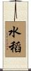 水稻 Scroll