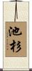 池杉 Scroll