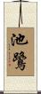 池鷺 Scroll