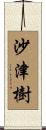 沙津樹 Scroll