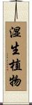 湿生植物 Scroll