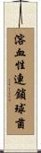 溶血性連鎖球菌 Scroll