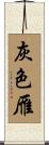 灰色雁 Scroll