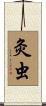 灸虫 Scroll
