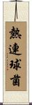 熱連球菌 Scroll