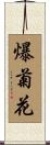 爆菊花 Scroll