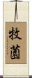 牧薗 Scroll