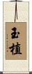 玉植 Scroll