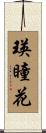 瑛瞳花 Scroll