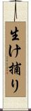 生け捕り Scroll