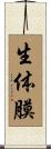 生体膜 Scroll