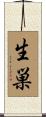 生巣 Scroll