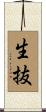 生抜 Scroll