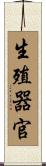 生殖器官 Scroll