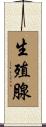 生殖腺 Scroll