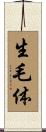 生毛体 Scroll