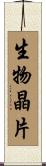 生物晶片 Scroll
