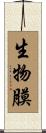 生物膜 Scroll