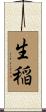 生稲 Scroll