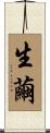 生繭 Scroll