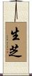 生芝 Scroll