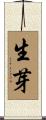 生芽 Scroll