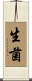 生菌 Scroll