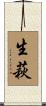 生萩 Scroll