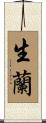 生蘭 Scroll