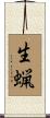 生蝋 Scroll