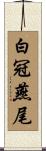白冠燕尾 Scroll