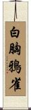 白胸鴉雀 Scroll