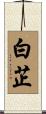 白芷 Scroll