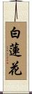 白蓮花 Scroll