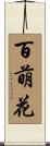 百萌花 Scroll