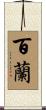 百蘭 Scroll