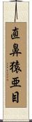 直鼻猿亜目 Scroll