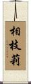 相枝莉 Scroll