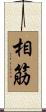 相筋 Scroll