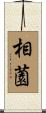 相薗 Scroll