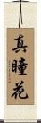 真瞳花 Scroll