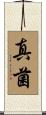 真菌 Scroll
